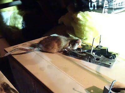 Rats are Dangerous Critters, Secret Tips To Get Rid of Rats For Good -  Space Coast Daily